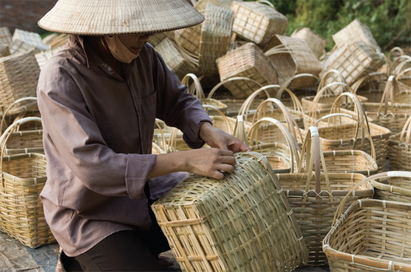 Quảng Nam: Phát triển vùng nguyên liệu mây phục vụ thị trường xuất khẩu