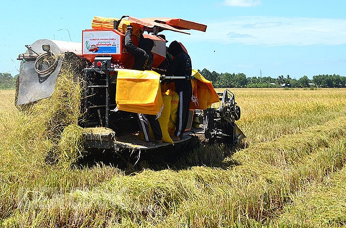 Giá lúa gạo hôm nay ngày 3/7/2023: Đầu tuần giá ổn định, giao dịch gạo sôi động