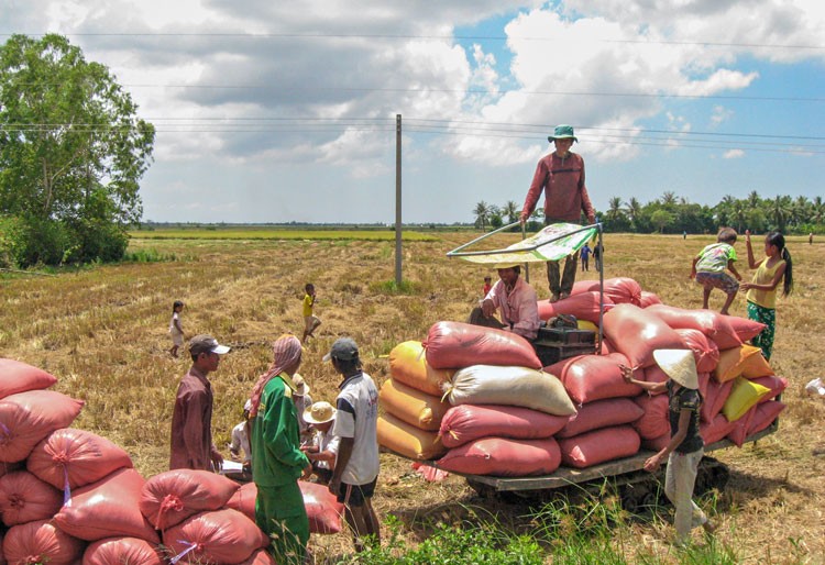 Nông dân Khmer tỉnh Hậu Giang thu hoạch lúa.