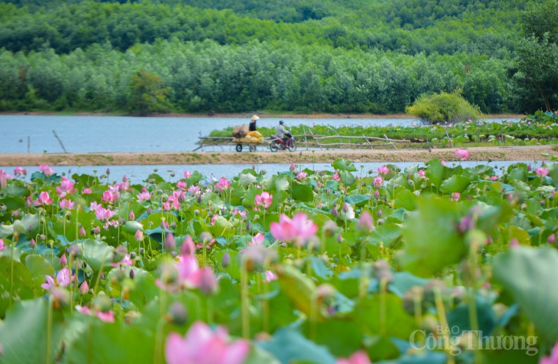 Check-in cánh đồng sen lớn nhất tỉnh Quảng Nam