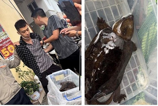 Quảng Ninh:  Khởi tố nam thanh niên rao bán rùa đầu to quý hiếm