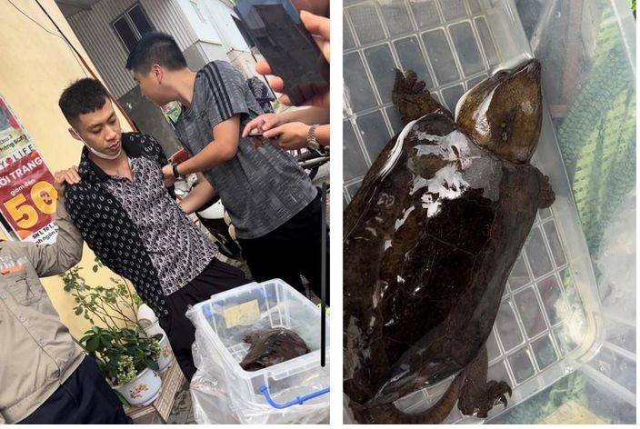 Quảng Ninh:  Khởi tố nam thanh niên rao bán rùa đầu to quý hiếm