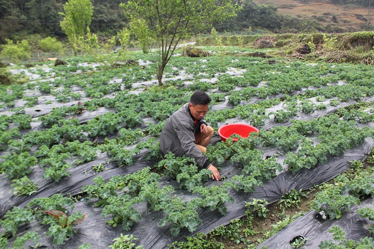 Nông dân vùng cao Bắc Hà nâng cao thu nhập từ cây rau sạch