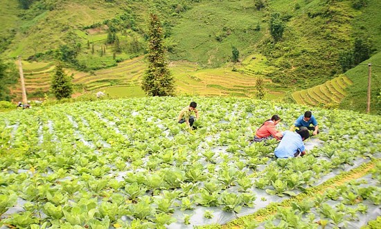 Nông dân vùng cao Bắc Hà nâng cao thu nhập từ cây rau sạch