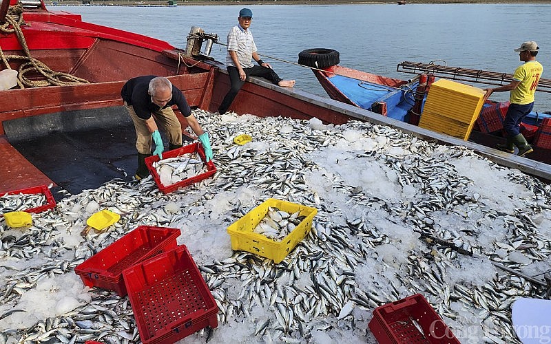 Nghệ An: Ngư dân trúng đậm cá mu, cá bạc má thu về hàng trăm triệu đồng