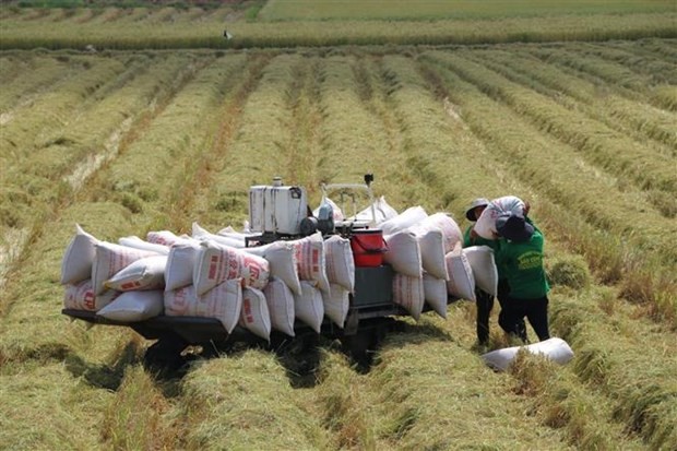 Giá lúa gạo hôm nay ngày 18/7/2023: Giá gạo xuất khẩu tăng 5 USD/tấn