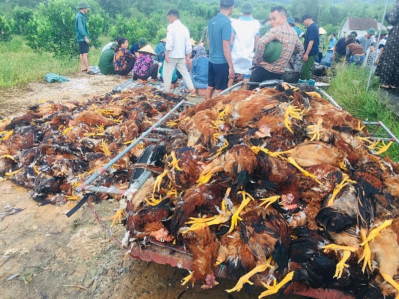 Hà Tĩnh: Trại gà hàng ngàn con chết ngộp do hỏng quạt thông gió, cả làng chung tay giúp đỡ