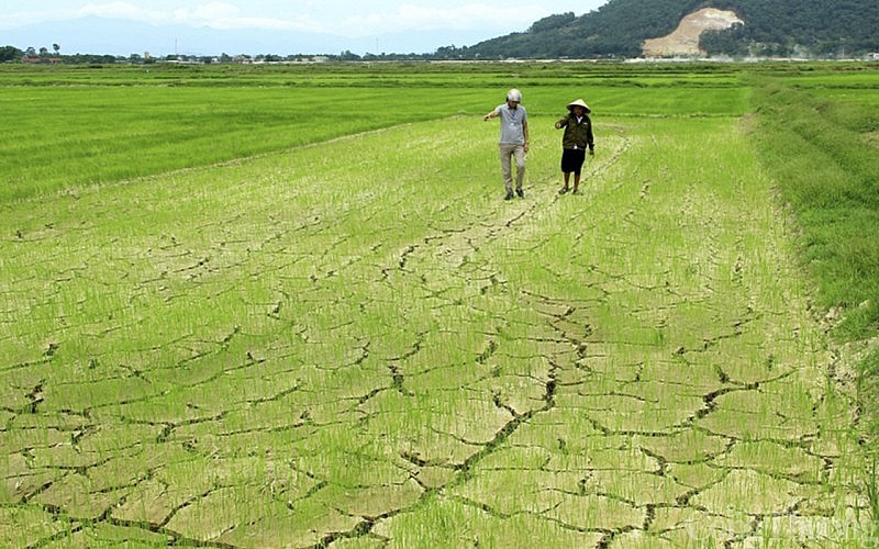 Các tỉnh miền Trung: Nắng nóng kéo dài, đồng ruộng nứt nẻ, cá chết, hồ đập trơ đáy