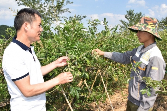 Tỉnh Sơn La: Phát triển mạnh cây dược liệu ở huyện miền núi Sốp Cộp