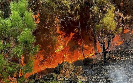 Hé lộ nguyên nhân vụ cháy rừng dữ dội ở Nam Đàn, Nghệ An
