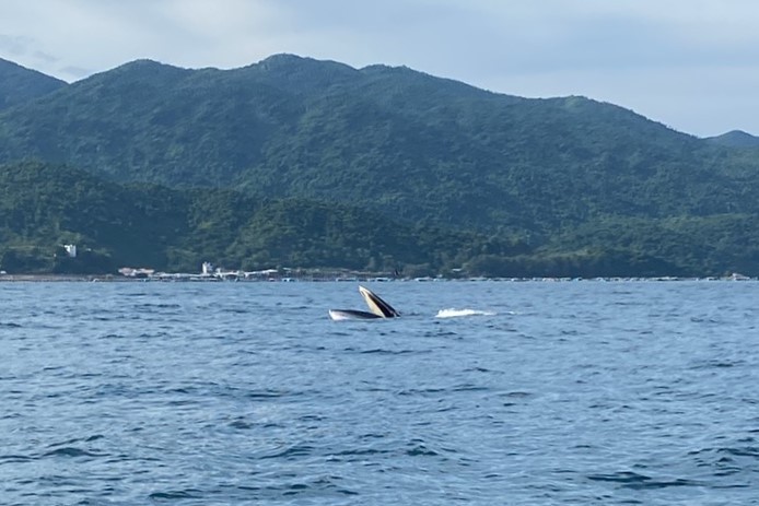Cặp cá voi dài khoảng 15m bơi lội trên biển Vũng Rô