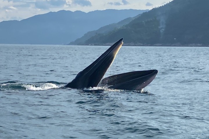Cặp cá voi dài khoảng 15m bơi lội trên biển Vũng Rô