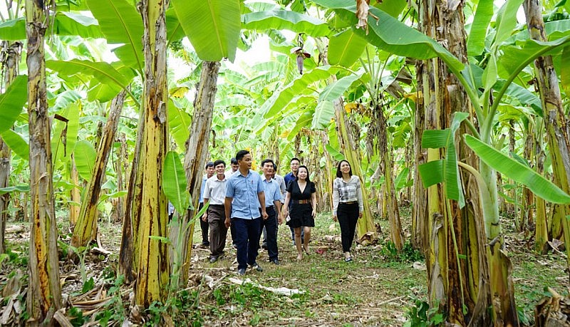Đoàn công tác Thăm mô hình trồng chuối hữu cơ tại huyện Hướng Hóa