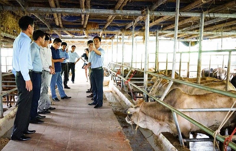 Thăm mô hình vỗ béo bò tại huyện Hướng Hóa
