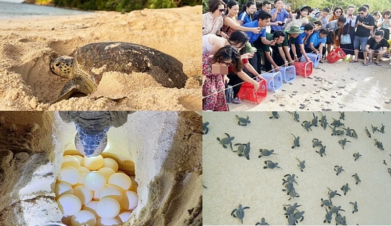 Côn Đảo mùa cao điểm rùa biển đẻ trứng
