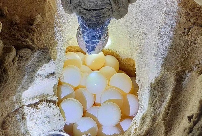 Côn Đảo mùa cao điểm rùa biển đẻ trứng