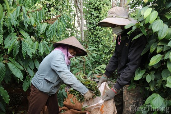 Giá tiêu hôm nay ngày 28/7/2023: Nguồn cung giảm, giá tăng trở lại