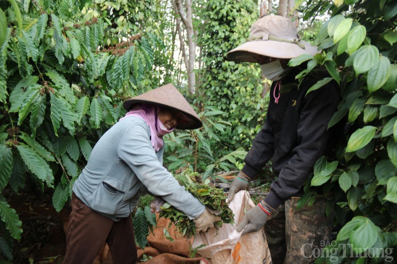 Giá tiêu hôm nay ngày 28/7/2023: Nguồn cung giảm, giá tiêu tăng trở lại