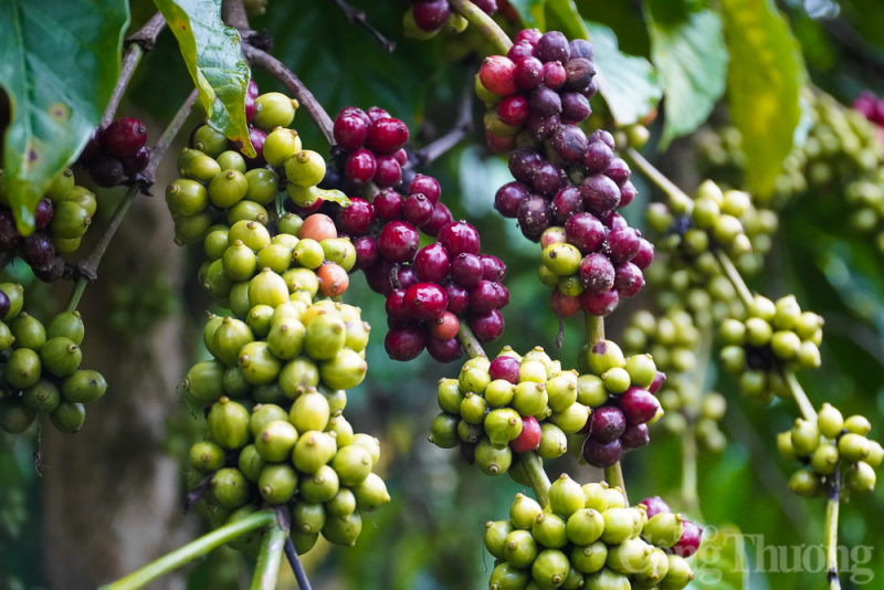 Giá cà phê hôm nay 28/7/2023: Cà phê trong nước tăng 200 đồng/kg