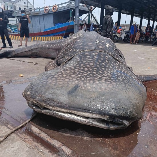Xác cá voi nặng khoảng 2,5 tấn trôi dạt vào bờ biển Nghệ An
