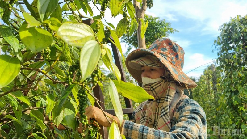 Giá tiêu hôm nay ngày 3/8/2023: Tăng 1.000 đồng/kg tại Tây Nguyên