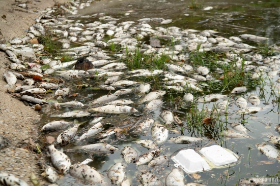 Cá chết hàng loạt tại hồ Linh Đàm