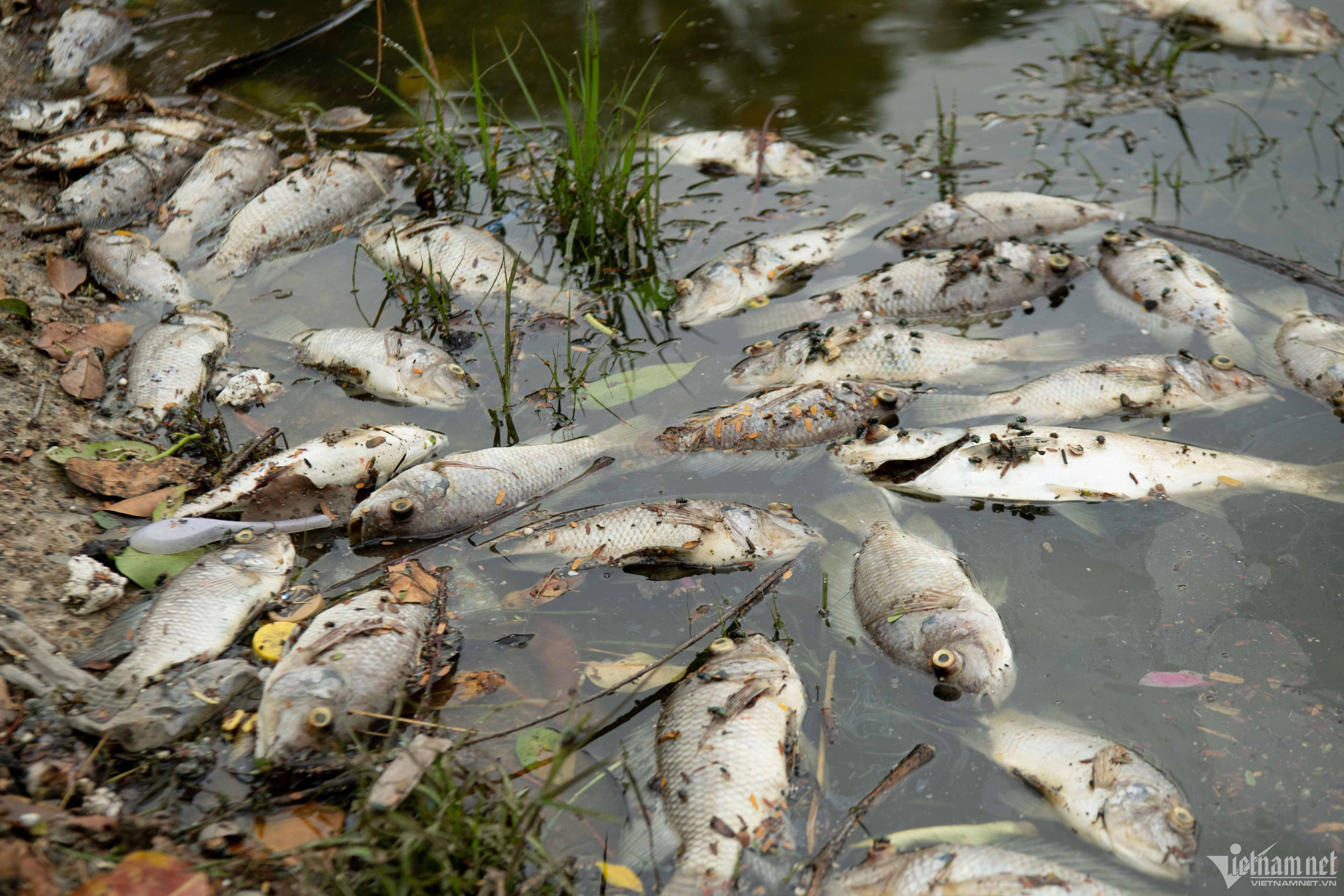 Cá chết hàng loạt tại hồ Linh Đàm