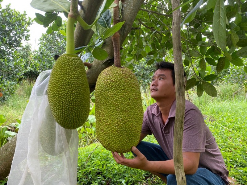 Giá mít Thái hôm nay ngày 27/8/2023: Giá mít Nhất tăng thêm 1.000 đồng/kg