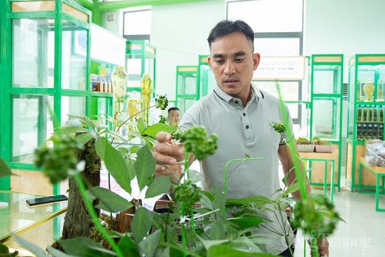 Một đại gia chốt mua cây sâm Ngọc Linh 9 nhánh, nặng gần 1 kg với giá 868 triệu đồng