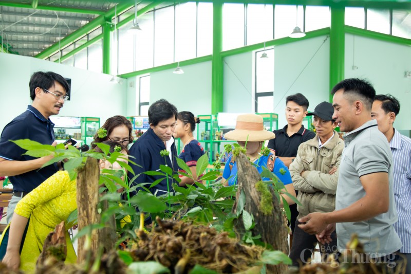 Độc, lạ cây sâm Ngọc Linh nặng gần 1 kg được rao bán 700 triệu đồng