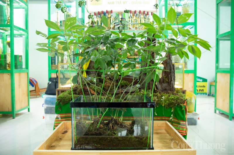 Độc, lạ cây sâm Ngọc Linh nặng gần 1 kg được rao bán 700 triệu đồng