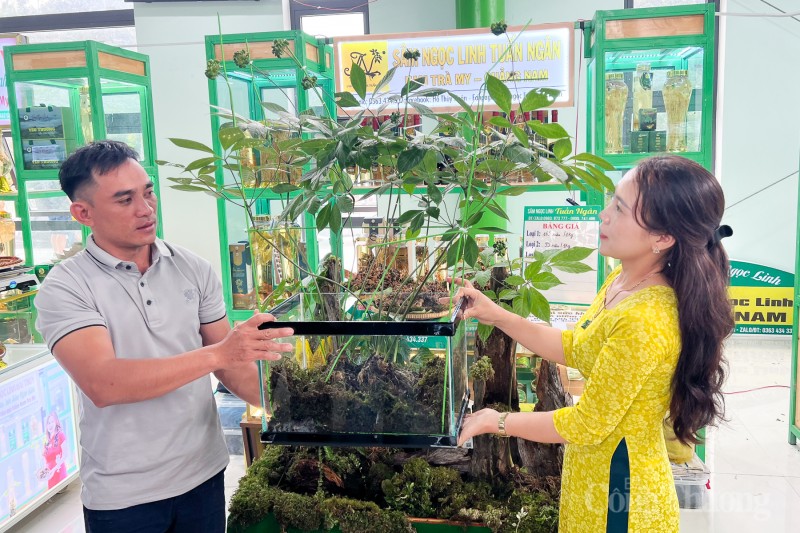 Chiêm ngưỡng cây sâm Ngọc Linh được rao bán 700 triệu đồng