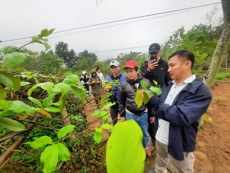 Chuyển đổi cây trồng hiệu quả thấp sang cây dược liệu - Hướng đi đột phá của Hòa Bình