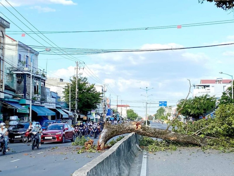 Khánh Hòa: Cành của cây Dầu Đôi di sản rơi chắn ngang đường