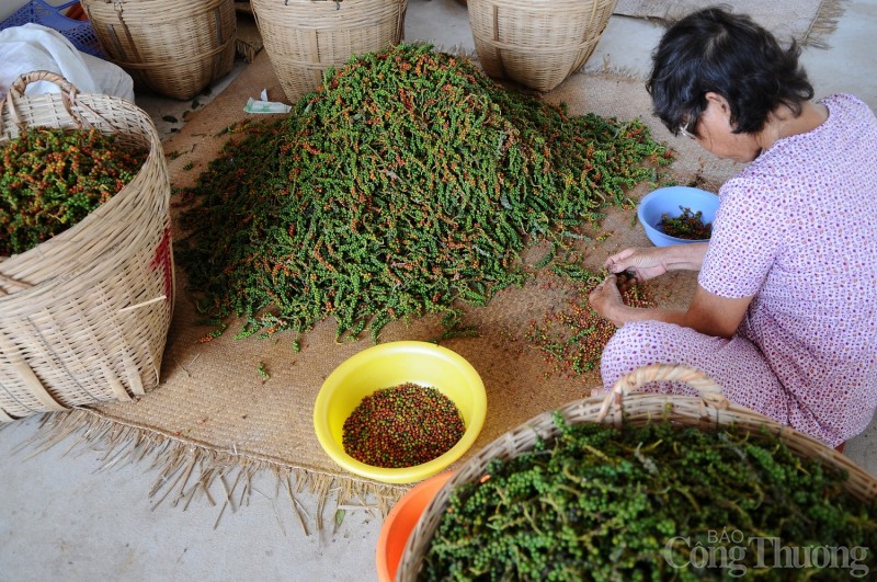 Giá tiêu hôm nay ngày 8/8/2023: Quay đầu giảm 500 đồng/kg tại Đông Nam bộ