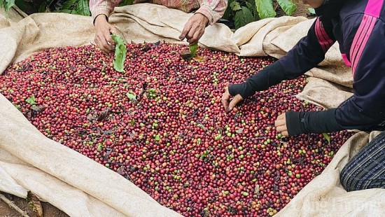 Giá cà phê hôm nay, ngày 9/8/2023: Giá cà phê trong nước cao nhất 68.000 đồng/kg
