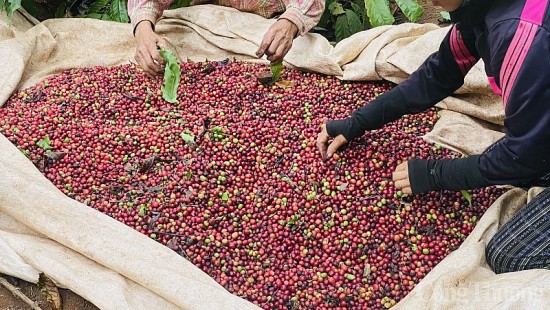 Giá cà phê hôm nay, ngày 20/10/2023: Giá cà phê trong nước giảm mạnh