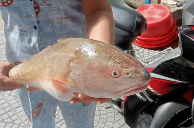 Ngư dân Đà Nẵng đánh bắt được loại cá đắt nhất thế giới