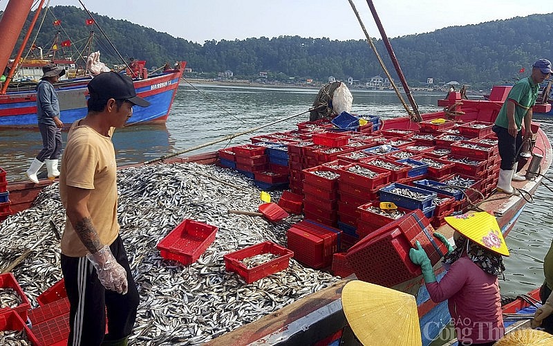 Ngư dân Nghệ An phấn khởi vì liên tiếp trúng đậm mẻ cá có giá trị