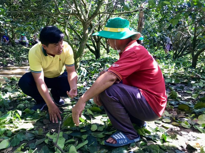 Cán bộ PVCFC tư vấn nông dân kỹ thuật chăm sóc và bón phân cho cây bưởi.