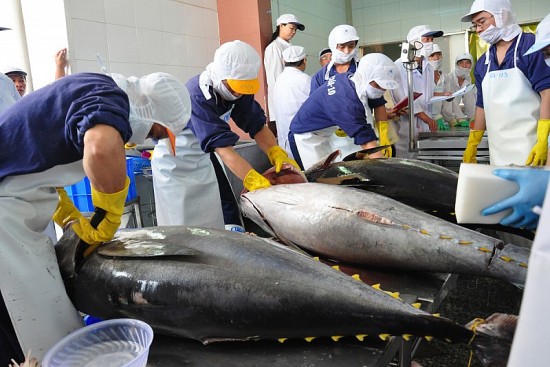 Xuất khẩu cá ngừ tiếp tục ghi nhận nhiều tín hiệu tích cực
