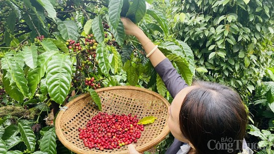 Giá cà phê hôm nay, ngày 15/8/2023: Giá cà phê trong nước giao động 66.900 đồng/kg