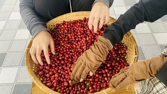 Giá cà phê hôm nay, ngày 17/8/2023: Giá cà phê trong nước tiếp tục giảm còn 65.700 đồng/kg