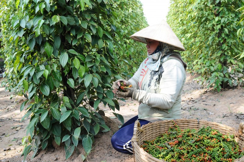 Việt Nam đứng thứ 3 thế giới về cung cấp, chế biến gia vị