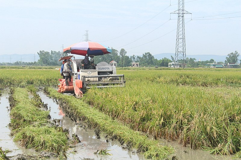 Giá gạo tăng: Nghệ An- Hà Tĩnh vẫn đảm bảo nguồn cung
