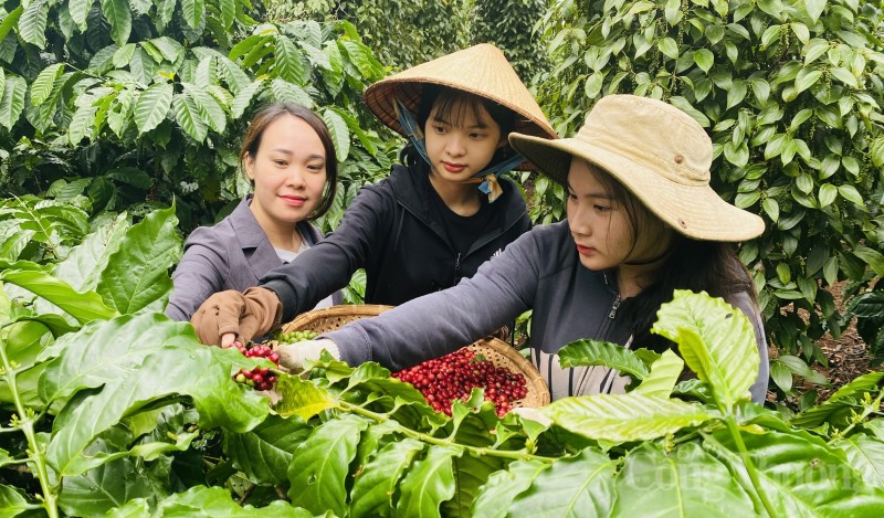 Giá cà phê hôm nay, ngày 29/8/2023: Giá cà phê trong nước cao nhất 65.800 đồng/kg