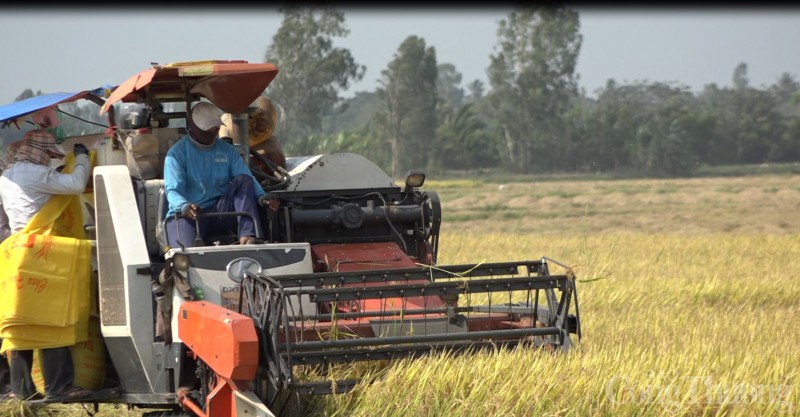 Giá lúa gạo hôm nay ngày 25/2 và tổng kết tuần qua: Giá lúa gạo “giảm sốc” 2.000 đồng/kg