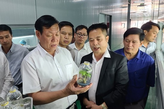 Quảng Nam: Gỡ khó cho doanh nghiệp trồng sâm Ngọc Linh tiếp cận nguồn vốn vay