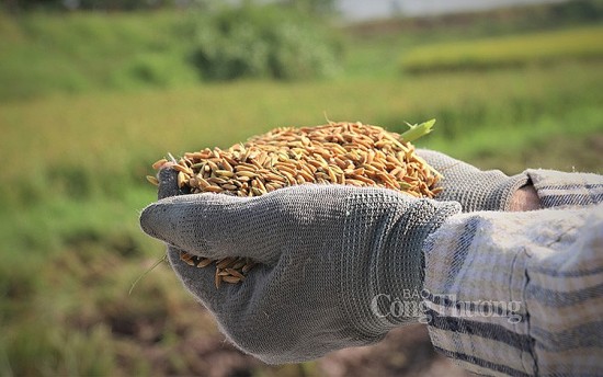 PGS.TS Đinh Trọng Thịnh: Các chỉ đạo về xuất khẩu gạo của Bộ Công Thương đúng và trúng!