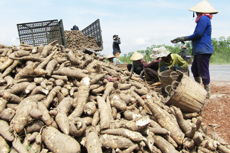 Trung Quốc vẫn là thị trường xuất khẩu sắn và các sản phẩm từ sắn lớn nhất của Việt Nam